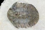 Undescribed Trilobite (aff Bojoscutellum) - Rare! #96824-5